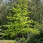 Chêne des marais - Quercus palustris