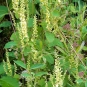 Germandrée, Sauge des bois