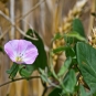 Liseron des champs - Convolvulus arvensis