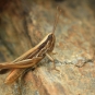 Criquet du Bragalou - Euchorthippus chopardi Descamps