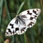 Echiquier ibérique - Melanargia lachesisac