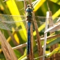 Anax empereur mâle (Crédits : Ferran Pestana)