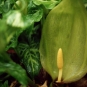 Arum d'Italie - inflorescence (Crédits : Clivid - flickr)
