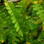 Févier d'Amérique - feuilles (Crédits : Jesus Cabrera)