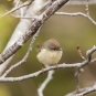 Roitelet à couronne rubis. Crédits : Frédéric Allen-Mahé