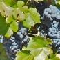 Vigne cépage Syrah (Crédits : David McSpadden)