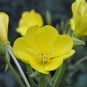 Onagre bisannuelle - fleur (Crédits : Irene Grassi)