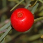 Osyris blanc - fruit (Crédits : Ettore Balocchi)