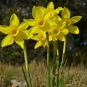 Narcisse d'asso (Crédits : Bernard Dupont)
