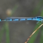 Agrion civil mâle. Crédits : Saint-Pierre-et-Miquelon