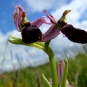 Ophrys de Bertoloni (Crédits : Marina del Castell)