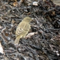 Pipit maritime - Anthus petrosus (Montagu, 1798)
