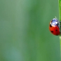 Coccinelle (crédit: erwanleherisse - Flickr)