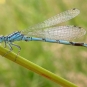 Agrion de Mercure