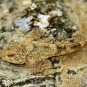 Chabot commun - Cottus gobio
