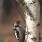 Pic mar - Dendrocopos medius