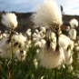 Linaigrette à feuilles étroites - Eriophorum angustifolium
