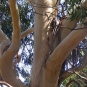 Eucalyptus