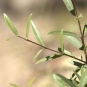 Filaire à feuilles étroites (Crédits : jpm - Tela Botanica)