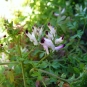Fumeterre officinale