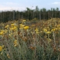 Immortelle des dunes