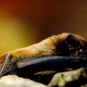 Noctule de Leisler - Nyctalus leisleri