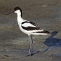 Avocette élégante