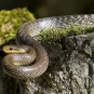 Couleuvre d'Esculape - Zamenis longissimus