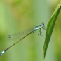 Agrion élégant Crédits Thomas Bresson