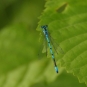 Agrion