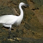 Aigrette garzette