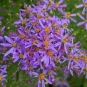 Aster à feuilles de sedum (Credits : Ettore Balocchi)