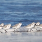 Bécasseau sanderling (Dawn Beattie)