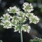 Berce Commune-Heracleum Sphondylium (crédit: Quessoy)