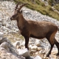 Bouquetin des Alpes (Crédits: Cyril Gautreau)