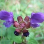 Brunelle à grandes fleurs(crédits: evelyne Liauzun)