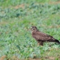 Buse variable