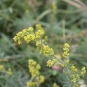 Caille-lait jaune  (Crédits : Léa Charbonnier)