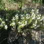 Vue générale de Calamintha nepeta © Nicolas Manas