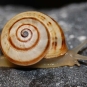caragouille rosée (Crédit: tatogra - flickr)