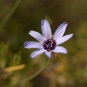 Catananche bleue