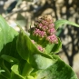 Centranthus ruber (crédit: Toulourenc Horizon)