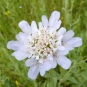 Céphalaire blanche (Crédits: gailhampshire - flickr)