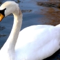 Cygne tuberculé