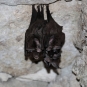 Chauve-souris (crédits Roberto Gonzalez)