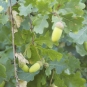 Chêne blanc (crédit: jardin-de-claire - Tela Botanica)