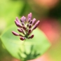 Chèvrefeuille des Bois-Lonicera periclymenum (crédit: Tanaka Juuyoh)