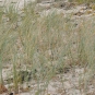 Chiendent des sables (Crédits: Nathalie Delliou)