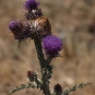 Cirse commun (Crédits : Cédric Seguin - Natural Solutions)