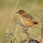 Cisticole des joncs - Crédit: photothèque Bretagne Vivante-sepnb